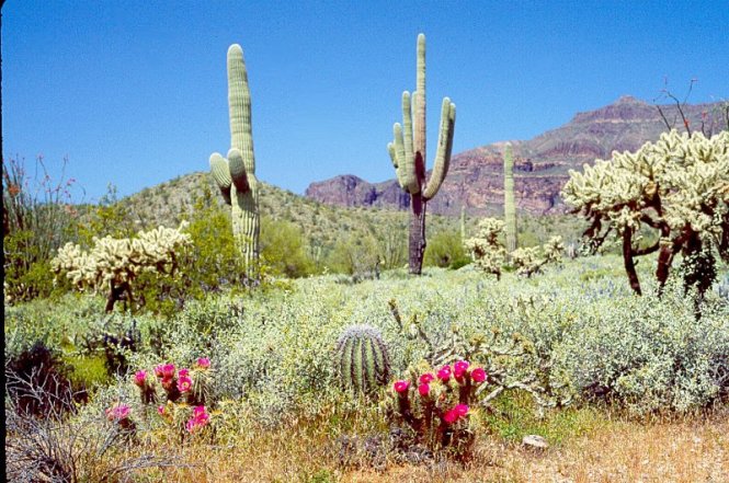 Mùa hoa xương rồng ở Saguaro diễn ra từ tháng tư đến tháng sáu – Ảnh: astroshow.com